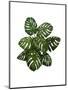 Monstera Plant, Green on White-Fab Funky-Mounted Art Print