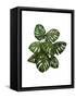 Monstera Plant, Green on White-Fab Funky-Framed Stretched Canvas