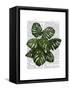 Monstera Plant, Green on White-Fab Funky-Framed Stretched Canvas