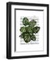 Monstera Plant, Green on White-Fab Funky-Framed Art Print