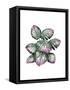 Monstera Plant, Pink and Green-Fab Funky-Framed Stretched Canvas
