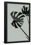 Essential Black