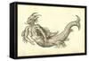 Monstrosus Marinus Daemoniforme-Ulisse Aldrovandi-Framed Stretched Canvas