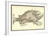 Monstrosus Susmarinos-Ulisse Aldrovandi-Framed Art Print