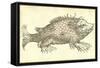 Monstrosus Susmarinos-Ulisse Aldrovandi-Framed Stretched Canvas