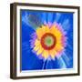 Montage of a Sunflower and Dahlia-Alaya Gadeh-Framed Photographic Print