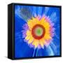 Montage of a Sunflower and Dahlia-Alaya Gadeh-Framed Stretched Canvas