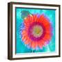 Montage of a Sunflower and Dahlia-Alaya Gadeh-Framed Photographic Print