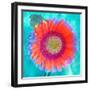 Montage of a Sunflower and Dahlia-Alaya Gadeh-Framed Photographic Print