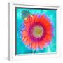 Montage of a Sunflower and Dahlia-Alaya Gadeh-Framed Photographic Print