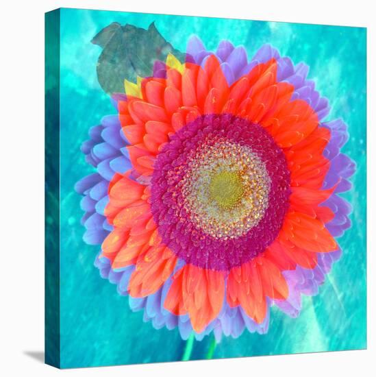 Montage of a Sunflower and Dahlia-Alaya Gadeh-Stretched Canvas