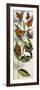 Montage of Butterflies-null-Framed Giclee Print