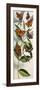 Montage of Butterflies-null-Framed Giclee Print