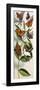 Montage of Butterflies-null-Framed Giclee Print