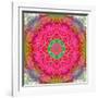 Montage of Flowers, Photographies in a Symmetrical Ornament, Mandala-Alaya Gadeh-Framed Photographic Print