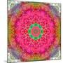 Montage of Flowers, Photographies in a Symmetrical Ornament, Mandala-Alaya Gadeh-Mounted Photographic Print
