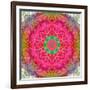 Montage of Flowers, Photographies in a Symmetrical Ornament, Mandala-Alaya Gadeh-Framed Photographic Print