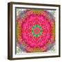 Montage of Flowers, Photographies in a Symmetrical Ornament, Mandala-Alaya Gadeh-Framed Photographic Print