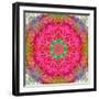 Montage of Flowers, Photographies in a Symmetrical Ornament, Mandala-Alaya Gadeh-Framed Photographic Print