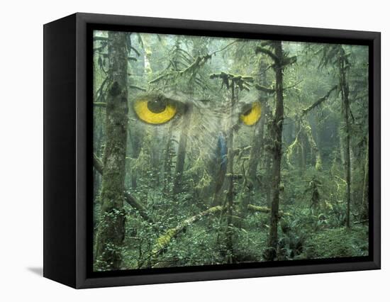 Montage, Owl, Forest, Oregon, USA-Nancy Rotenberg-Framed Stretched Canvas