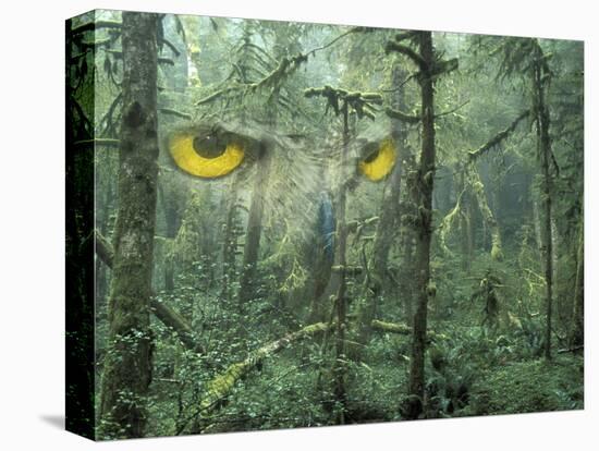 Montage, Owl, Forest, Oregon, USA-Nancy Rotenberg-Stretched Canvas