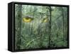 Montage, Owl, Forest, Oregon, USA-Nancy Rotenberg-Framed Stretched Canvas