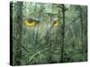 Montage, Owl, Forest, Oregon, USA-Nancy Rotenberg-Stretched Canvas