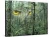 Montage, Owl, Forest, Oregon, USA-Nancy Rotenberg-Stretched Canvas