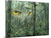 Montage, Owl, Forest, Oregon, USA-Nancy Rotenberg-Mounted Premium Photographic Print