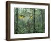 Montage, Owl, Forest, Oregon, USA-Nancy Rotenberg-Framed Photographic Print