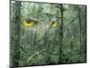 Montage, Owl, Forest, Oregon, USA-Nancy Rotenberg-Mounted Photographic Print