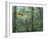 Montage, Owl, Forest, Oregon, USA-Nancy Rotenberg-Framed Photographic Print