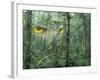 Montage, Owl, Forest, Oregon, USA-Nancy Rotenberg-Framed Photographic Print