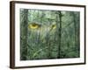 Montage, Owl, Forest, Oregon, USA-Nancy Rotenberg-Framed Photographic Print