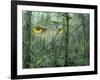 Montage, Owl, Forest, Oregon, USA-Nancy Rotenberg-Framed Photographic Print