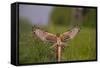 Montagu's Harrier (Circus Pygargus) Female Landing, Germany-Hermann Brehm-Framed Stretched Canvas