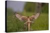 Montagu's Harrier (Circus Pygargus) Female Landing, Germany-Hermann Brehm-Stretched Canvas