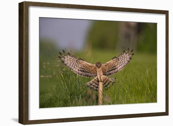 Montagu's Harrier (Circus Pygargus) Female Landing, Germany-Hermann Brehm-Framed Photographic Print