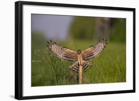 Montagu's Harrier (Circus Pygargus) Female Landing, Germany-Hermann Brehm-Framed Photographic Print