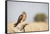 Montagu's Harrier (Circus Pygargus) Female Perched On Branch. Lleida Province. Catalonia. Spain-Oscar Dominguez-Framed Stretched Canvas