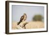 Montagu's Harrier (Circus Pygargus) Female Perched On Branch. Lleida Province. Catalonia. Spain-Oscar Dominguez-Framed Photographic Print