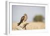 Montagu's Harrier (Circus Pygargus) Female Perched On Branch. Lleida Province. Catalonia. Spain-Oscar Dominguez-Framed Photographic Print