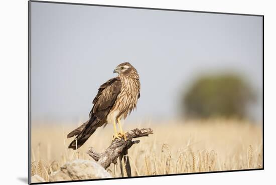 Montagu's Harrier (Circus Pygargus) Female Perched On Branch. Lleida Province. Catalonia. Spain-Oscar Dominguez-Mounted Photographic Print