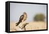 Montagu's Harrier (Circus Pygargus) Female Perched On Branch. Lleida Province. Catalonia. Spain-Oscar Dominguez-Framed Stretched Canvas