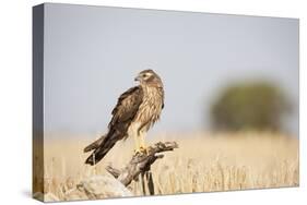 Montagu's Harrier (Circus Pygargus) Female Perched On Branch. Lleida Province. Catalonia. Spain-Oscar Dominguez-Stretched Canvas