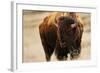 Montana Bison-Jason Savage-Framed Art Print