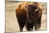 Montana Bison-Jason Savage-Mounted Art Print