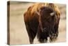 Montana Bison-Jason Savage-Stretched Canvas
