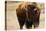 Montana Bison-Jason Savage-Stretched Canvas