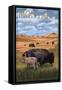 Montana - Buffalo Herd and Calf-Lantern Press-Framed Stretched Canvas